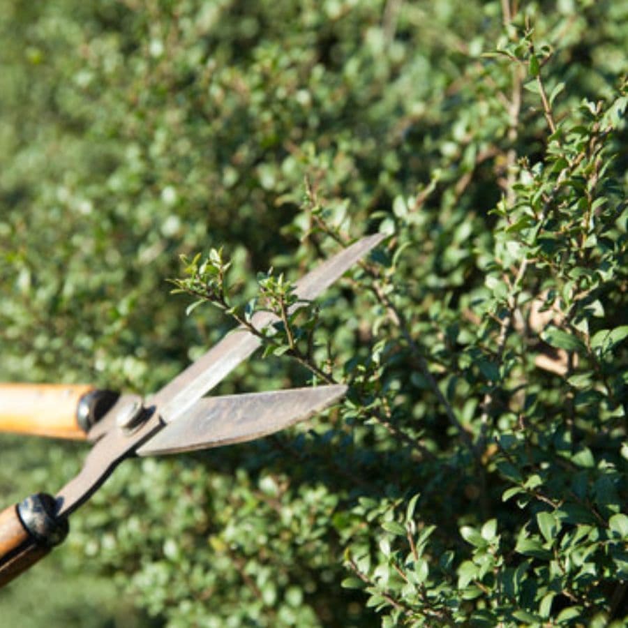 庭木剪定 知立市 | 知立市で庭木剪定ならお庭の窓口知立市