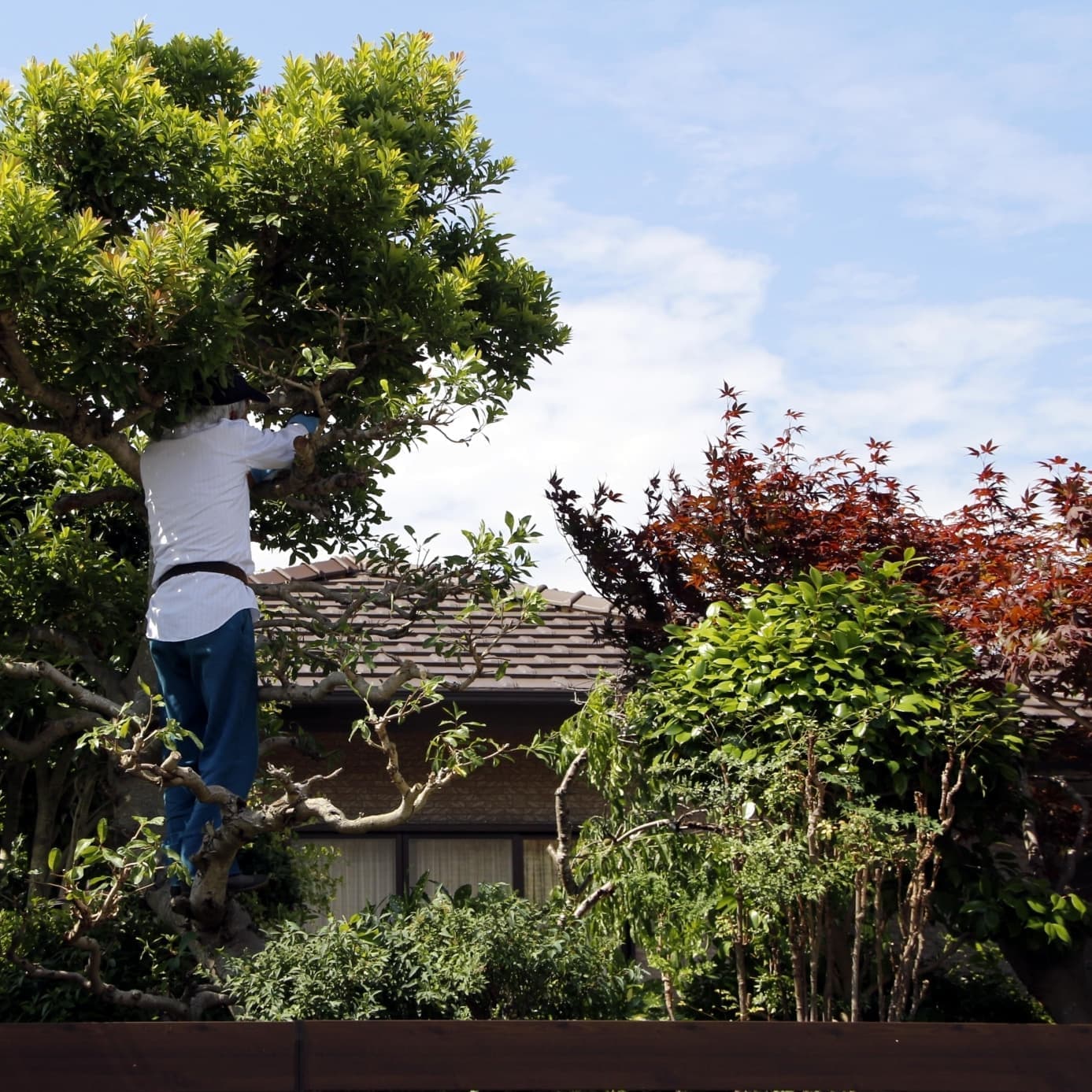 庭木伐採 知立市 | 知立市で庭木伐採ならお庭の窓口知立市