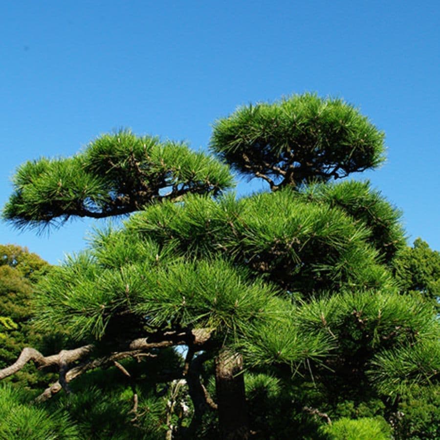 松の木剪定・伐採 知立市 | 知立市で松の木剪定・伐採ならお庭の窓口知立市