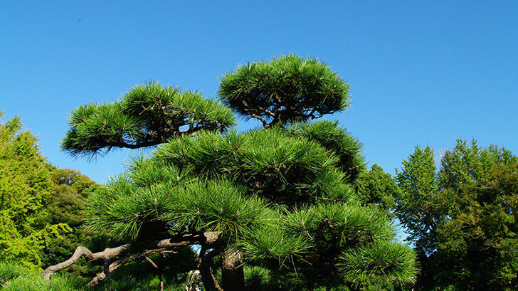 工事完成 | 知立市で庭木の剪定・伐採ならお庭の窓口知立市