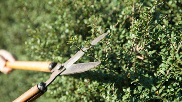 庭木剪定 知立市 | 知立市で庭木剪定ならお庭の窓口知立市