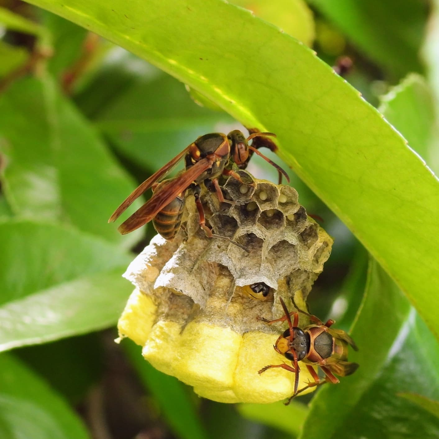 蜂の巣駆除 知立市 | 知立市で蜂の巣駆除ならお庭の窓口知立市
