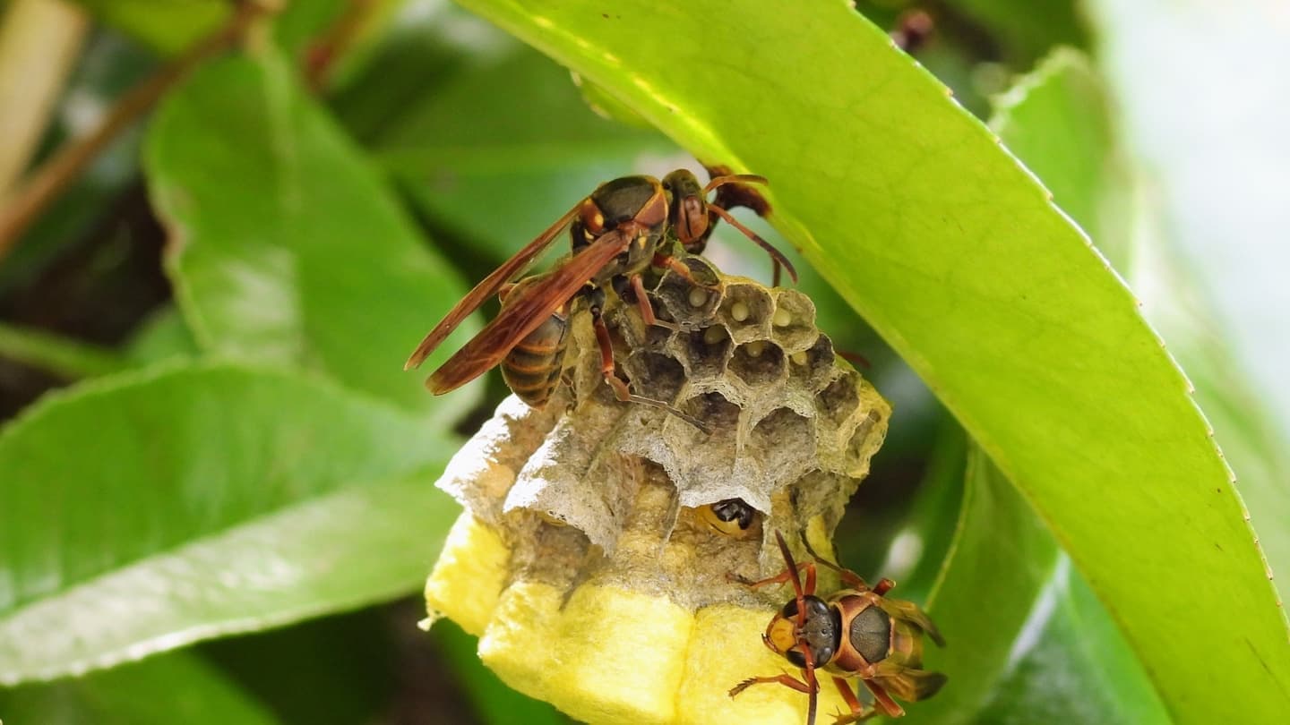 蜂の巣駆除 知立市 | 知立市で蜂の巣駆除ならお庭の窓口知立市